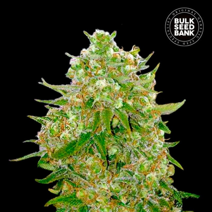 Насіння коноплі Master Kush Grand fem. Bulk Seed Bank