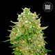Насіння коноплі Master Kush Grand fem. Bulk Seed Bank