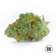 Насіння коноплі Master Kush Grand fem. Bulk Seed Bank