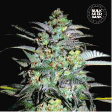 Mazar Extra feminised (Bulk Seed Bank)