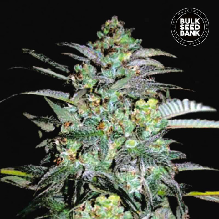 Насіння коноплі Mazar Extra fem. Bulk Seed Bank