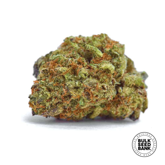 Насіння коноплі Mazar Extra fem. Bulk Seed Bank