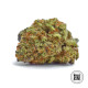 Насіння коноплі Mazar Extra fem. Bulk Seed Bank