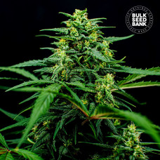Mimosa Famosa feminised (Bulk Seed Bank)