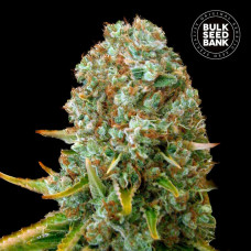 Moby Big feminised (Bulk Seed Bank)
