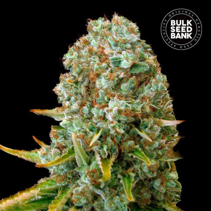 Семена конопли Moby Big fem. Bulk Seed Bank