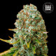 Семена конопли Moby Big fem. Bulk Seed Bank