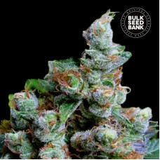 NBA Diesel feminised (Bulk Seed Bank)