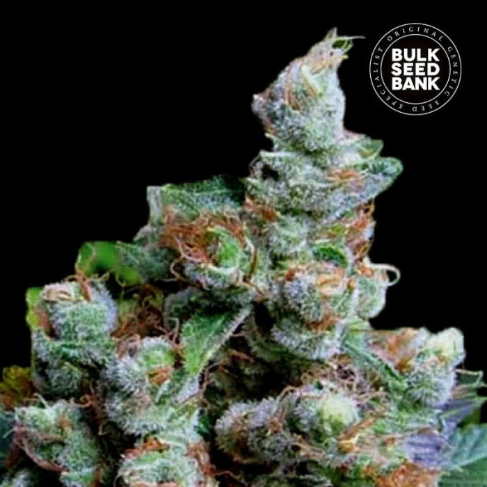 Семена конопли NBA Diesel fem. Bulk Seed Bank