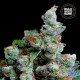Семена конопли NBA Diesel fem. Bulk Seed Bank