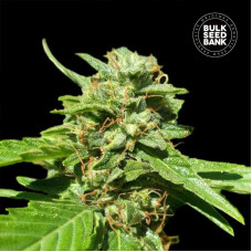 Nepal Gold CBD feminised (Bulk Seed Bank)