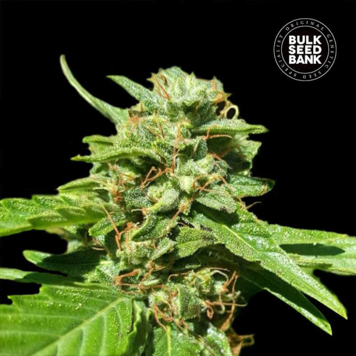 Насіння коноплі Nepal Gold CBD fem. Bulk Seed Bank