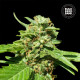 Насіння коноплі Nepal Gold CBD fem. Bulk Seed Bank