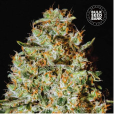 Nepal Gold feminised (Bulk Seed Bank)