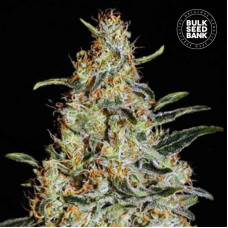 New’s Haze feminised (Bulk Seed Bank)