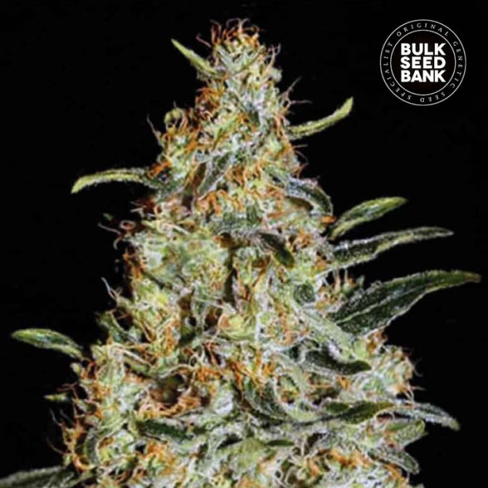 Насіння коноплі New’s Haze fem. Bulk Seed Bank