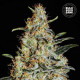 Насіння коноплі New’s Haze fem. Bulk Seed Bank