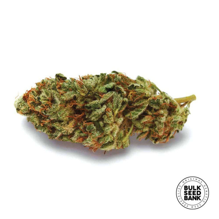 Насіння коноплі New’s Haze fem. Bulk Seed Bank