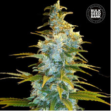 Northern Light feminised (Bulk Seed Bank)