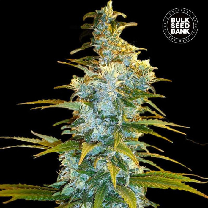 Насіння коноплі Northern Light fem. Bulk Seed Bank