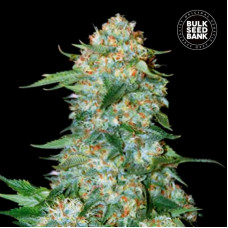 OG Kush feminised (Bulk Seed Bank)