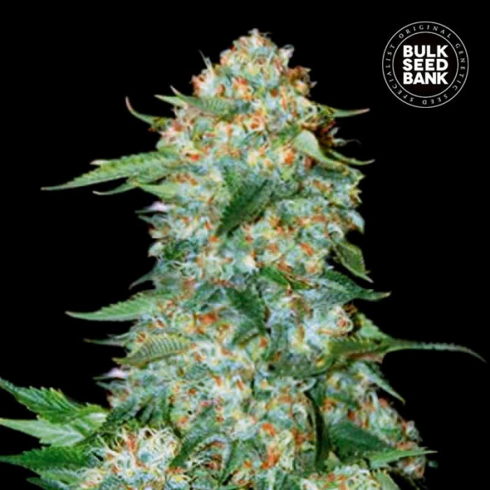 Насіння коноплі OG Kush fem. Bulk Seed Bank