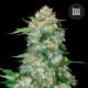 Насіння коноплі OG Kush fem. Bulk Seed Bank