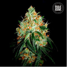 Original Orange Bud feminised (Bulk Seed Bank)