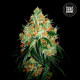 Насіння коноплі Original Orange Bud fem. Bulk Seed Bank