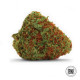 Насіння коноплі Original Orange Bud fem. Bulk Seed Bank