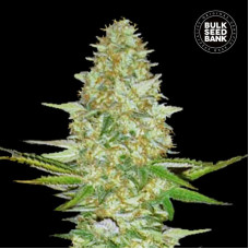 Perfect Power Plant feminised (Bulk Seed Bank)