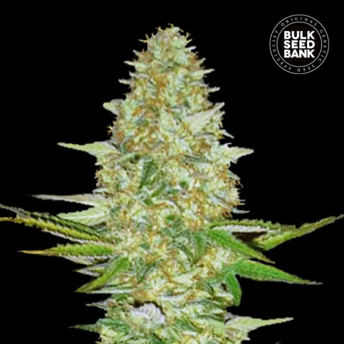 Насіння коноплі Perfect Power Plant fem. Bulk Seed Bank
