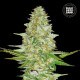 Насіння коноплі Perfect Power Plant fem. Bulk Seed Bank
