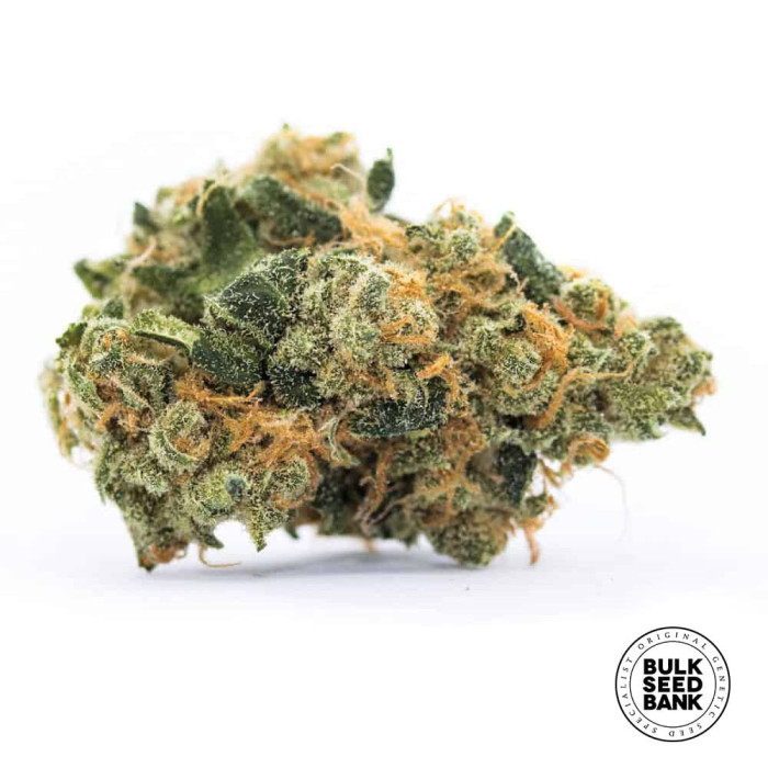 Насіння коноплі Perfect Power Plant fem. Bulk Seed Bank