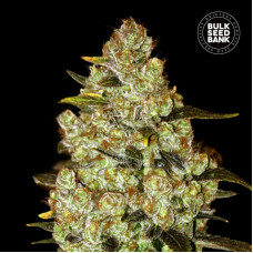 Psychedelic feminised (Bulk Seed Bank)