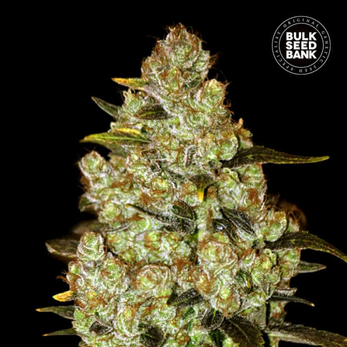 Насіння коноплі Psychedelic fem. Bulk Seed Bank