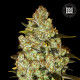 Насіння коноплі Psychedelic fem. Bulk Seed Bank