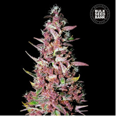 Purple Glam Kush feminised (Bulk Seed Bank)