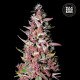 Семена конопли Purple Glam Kush fem. Bulk Seed Bank