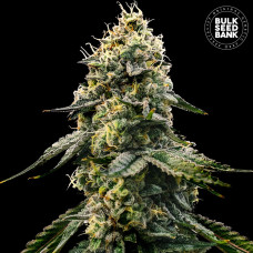 Runtz Glunt feminised (Bulk Seed Bank)