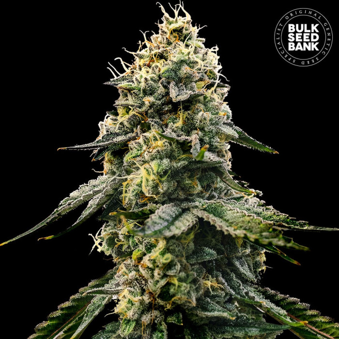 Насіння коноплі Runtz Glunt fem. Bulk Seed Bank