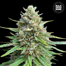 Sativa King CBD feminised (Bulk Seed Bank)