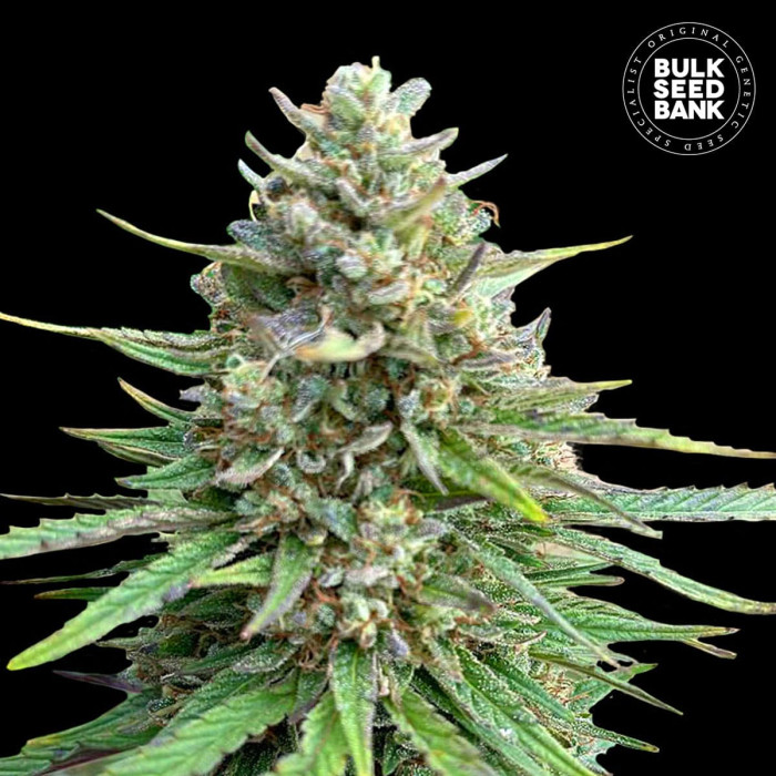 Насіння коноплі Sativa King CBD fem. Bulk Seed Bank