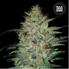 Sensible Star feminised (Bulk Seed Bank)