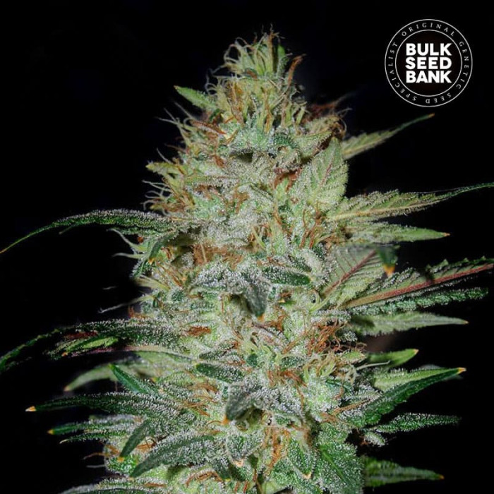 Насіння коноплі Sensible Star fem. Bulk Seed Bank