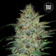 Насіння коноплі Sensible Star fem. Bulk Seed Bank