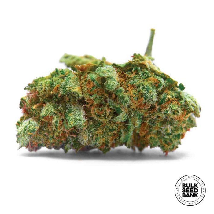 Насіння коноплі Sensible Star fem. Bulk Seed Bank