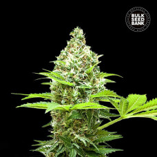 Sherbet Power feminised (Bulk Seed Bank)