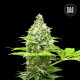 Насіння коноплі Sherbet Power fem. Bulk Seed Bank