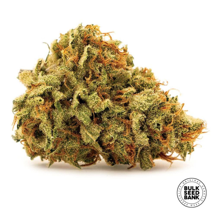 Насіння коноплі Sherbet Power fem. Bulk Seed Bank